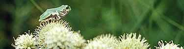 green prickley round seed head with darker green frog sitting on top